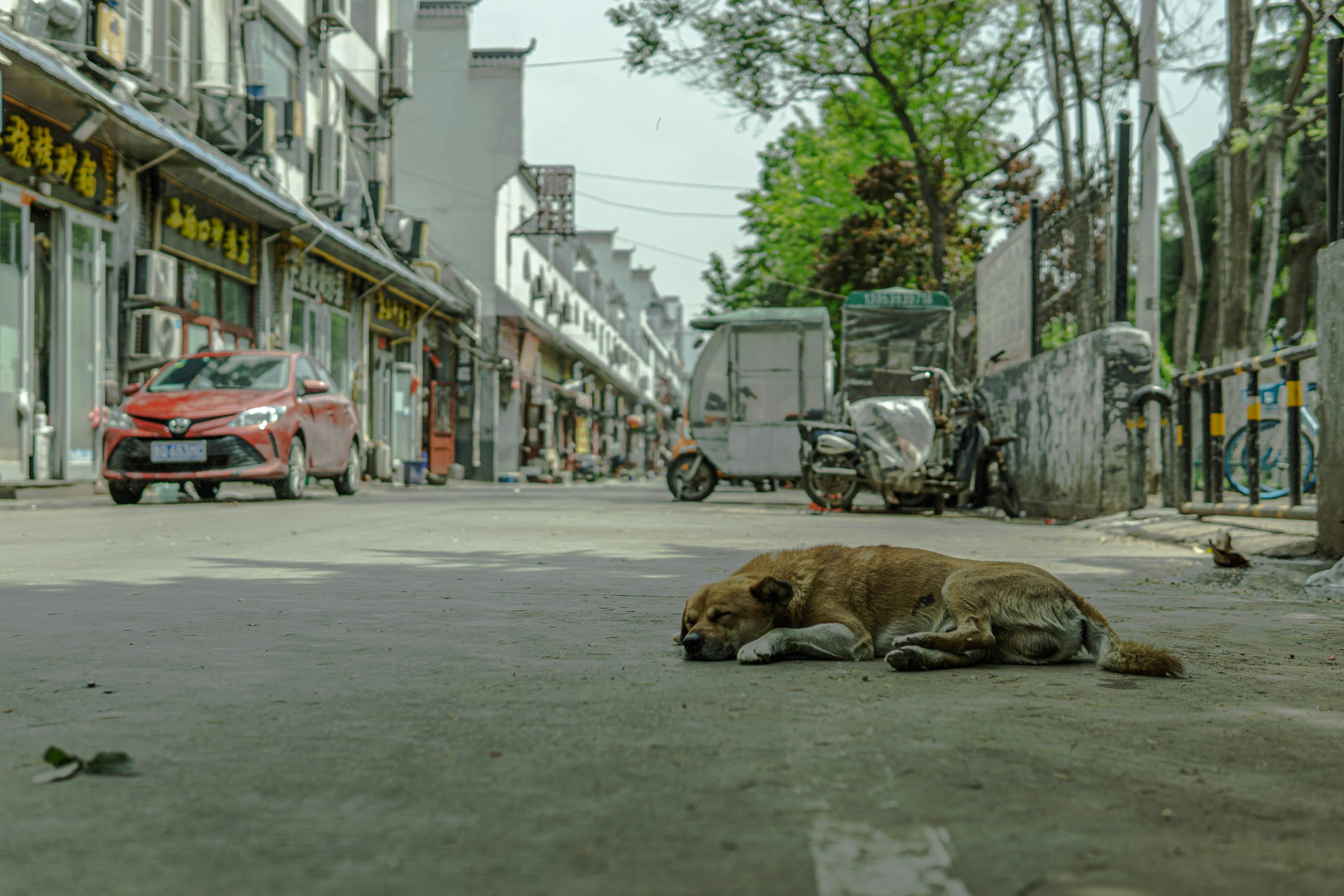 A brown dog laying in the middle of a street